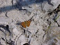 Eze Exotischer Garten 3